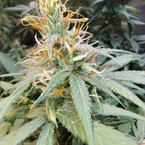 #skunk1 growlog timeline photo