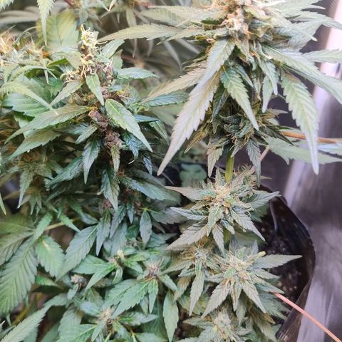 Purple lemonade growlog timeline photo