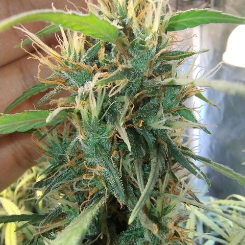 #skunk1 growlog timeline photo