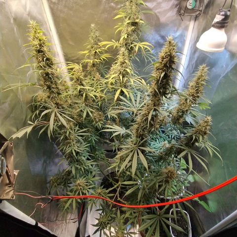 #skunk1 growlog timeline photo