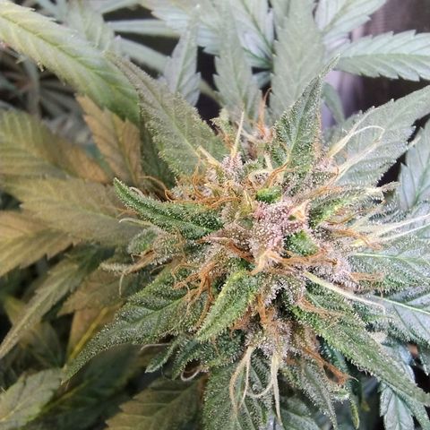 Purple lemonade growlog timeline photo