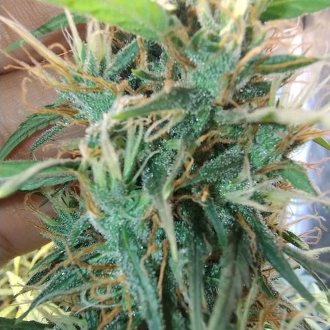 #skunk1 growlog timeline photo