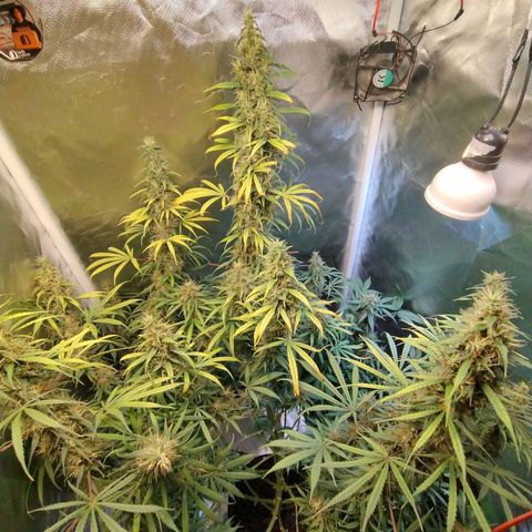 #skunk1 growlog timeline photo