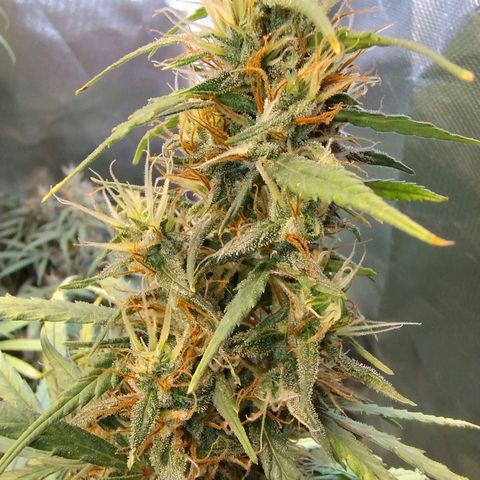 #skunk1 growlog timeline photo