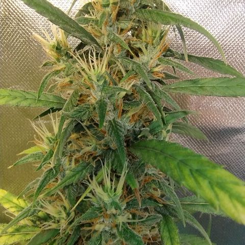 #skunk1 growlog timeline photo