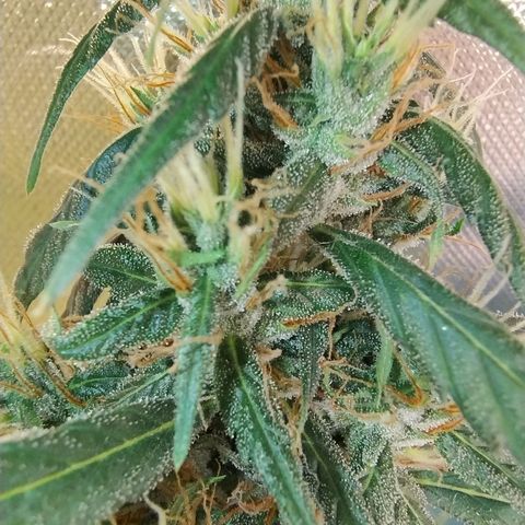#skunk1 growlog timeline photo