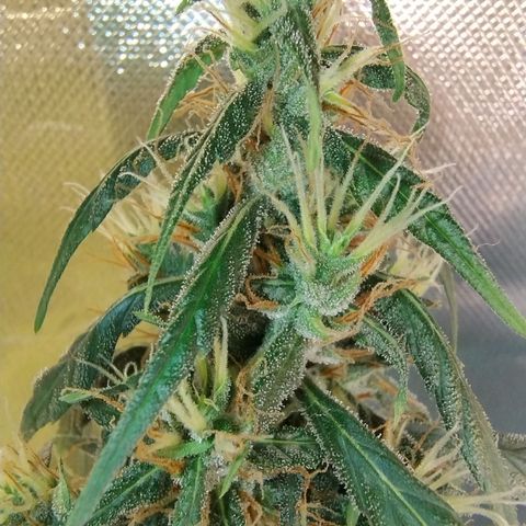 #skunk1 growlog timeline photo