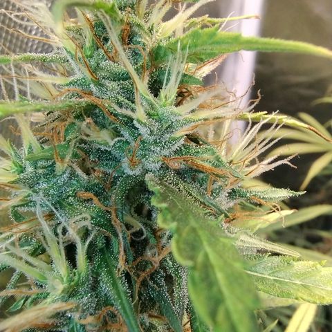 #skunk1 growlog timeline photo