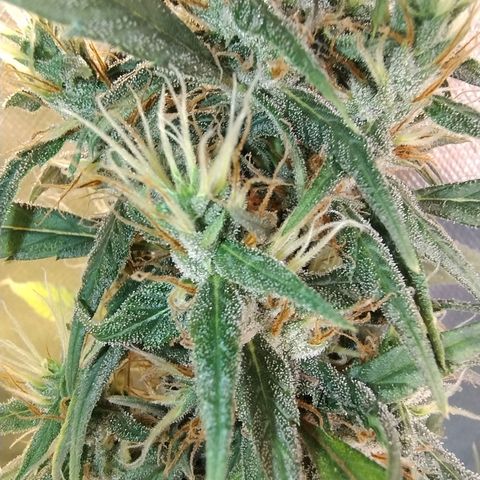 #skunk1 growlog timeline photo