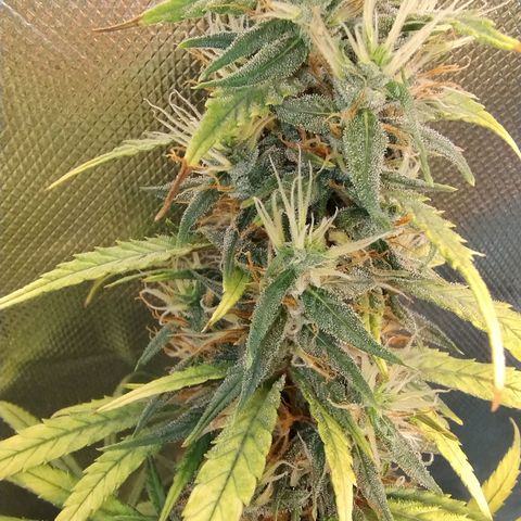 #skunk1 growlog timeline photo