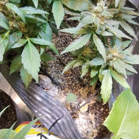 Purple lemonade#2 growlog timeline photo