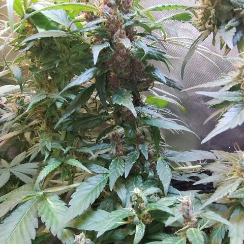 Purple lemonade#2 growlog timeline photo
