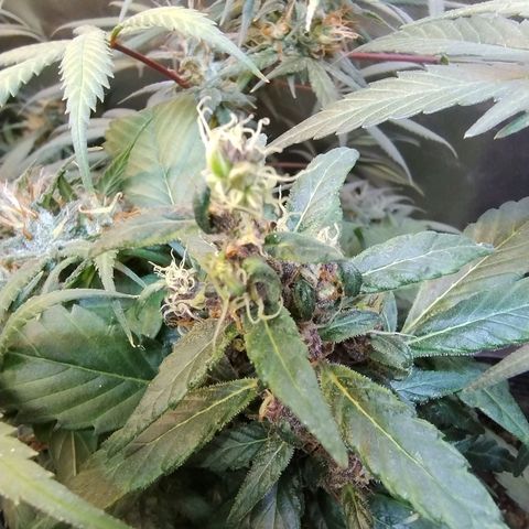 Purple lemonade#2 growlog timeline photo