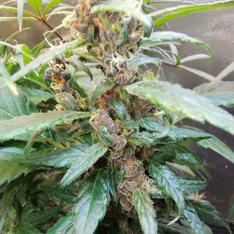 Purple lemonade#2 growlog timeline photo