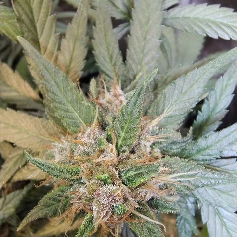 Purple lemonade growlog timeline photo