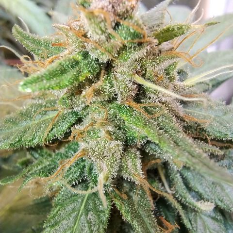 Purple lemonade growlog timeline photo