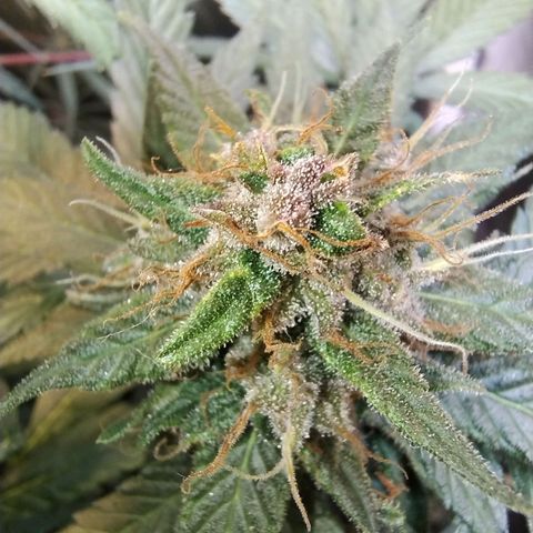 Purple lemonade growlog timeline photo
