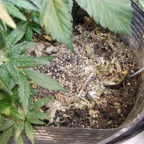 Purple lemonade growlog timeline photo