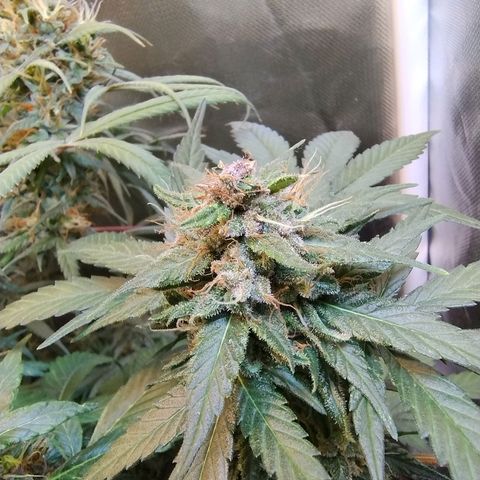 Purple lemonade growlog timeline photo
