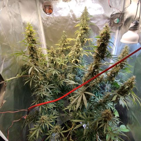 #skunk1 growlog timeline photo