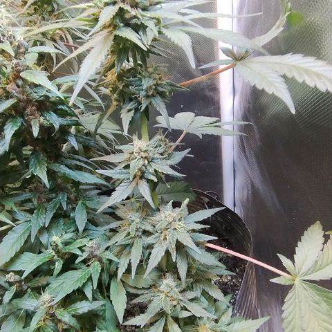 Purple lemonade growlog timeline photo