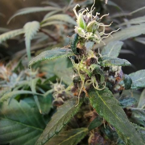 Purple lemonade#2 growlog timeline photo