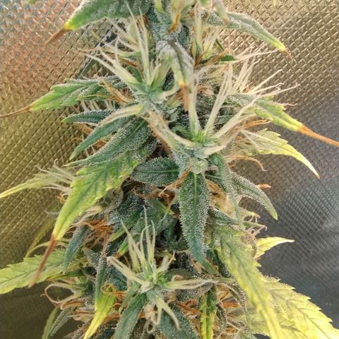 #skunk1 growlog timeline photo