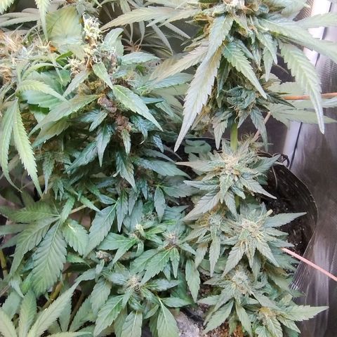 Purple lemonade#2 growlog timeline photo