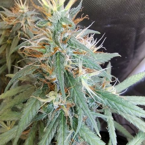 #skunk1 growlog timeline photo