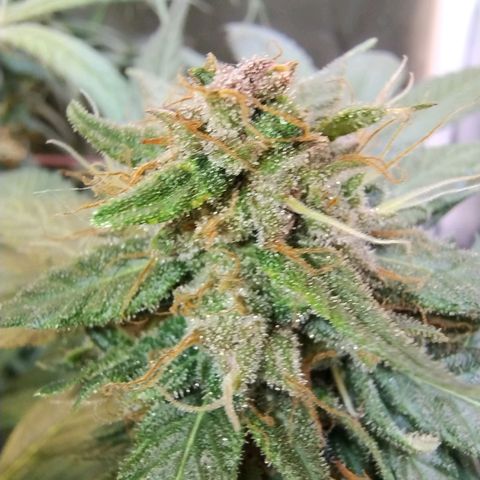 Purple lemonade growlog timeline photo