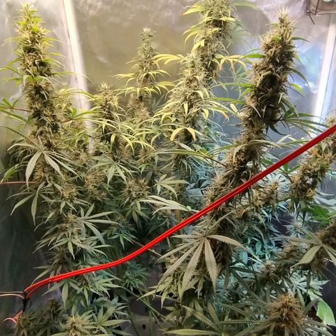 #skunk1 growlog timeline photo