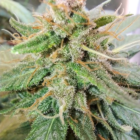 Purple lemonade growlog timeline photo