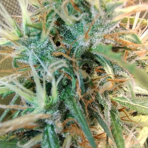 #skunk1 growlog timeline photo