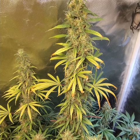 #skunk1 growlog timeline photo