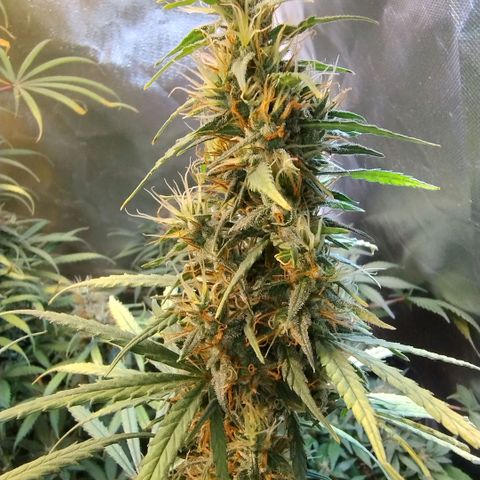 #skunk1 growlog timeline photo