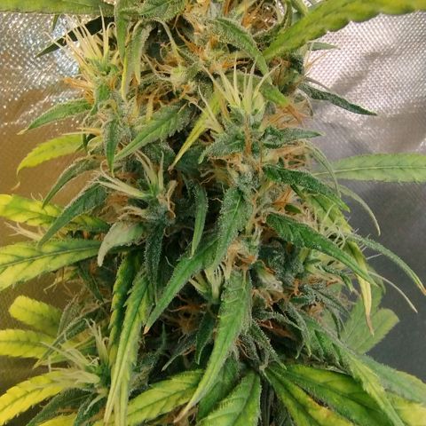 #skunk1 growlog timeline photo