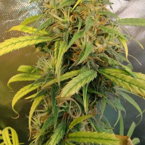 #skunk1 growlog timeline photo