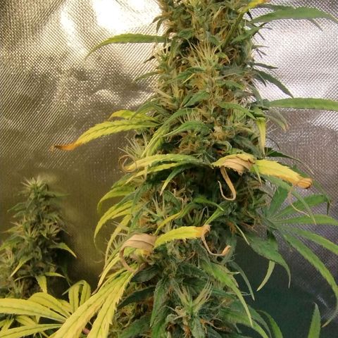 #skunk1 growlog timeline photo
