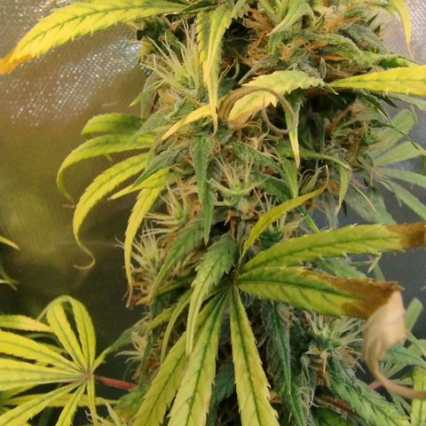 #skunk1 growlog timeline photo