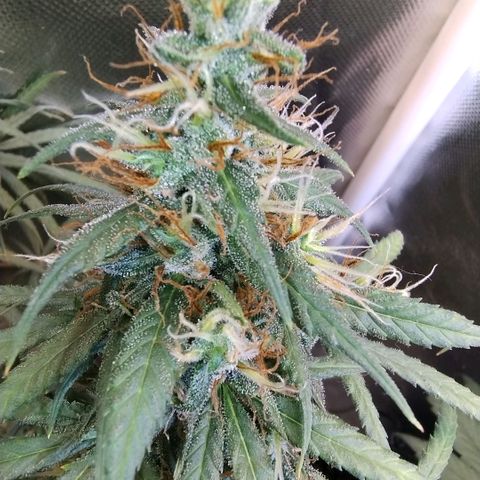 #skunk1 growlog timeline photo