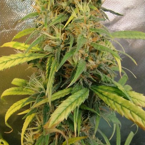 #skunk1 growlog timeline photo