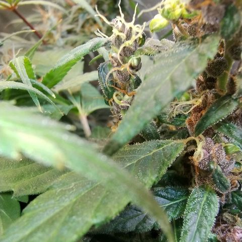 Purple lemonade#2 growlog timeline photo