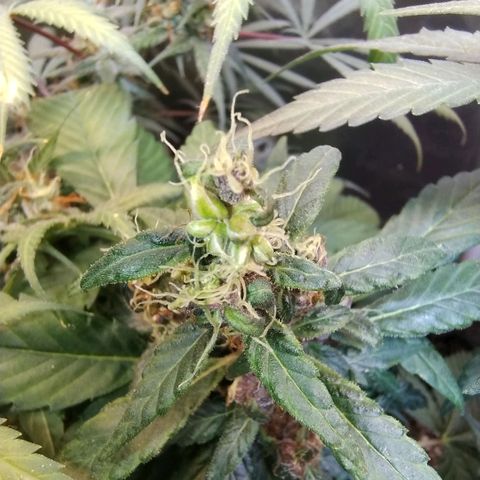 Purple lemonade#2 growlog timeline photo