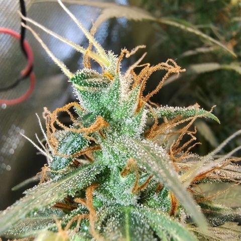 #skunk1 growlog timeline photo