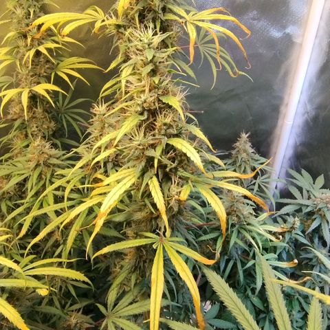#skunk1 growlog timeline photo
