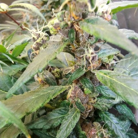 Purple lemonade#2 growlog timeline photo