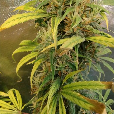 #skunk1 growlog timeline photo