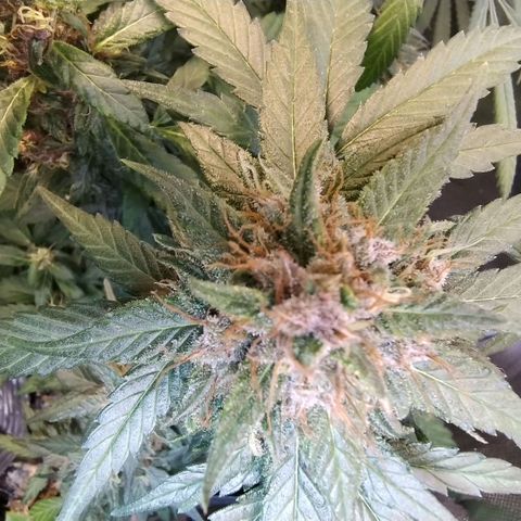 Purple lemonade growlog timeline photo