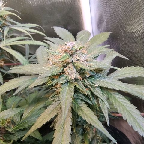 Purple lemonade growlog timeline photo