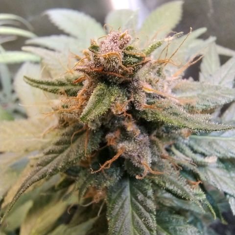 Purple lemonade growlog timeline photo
